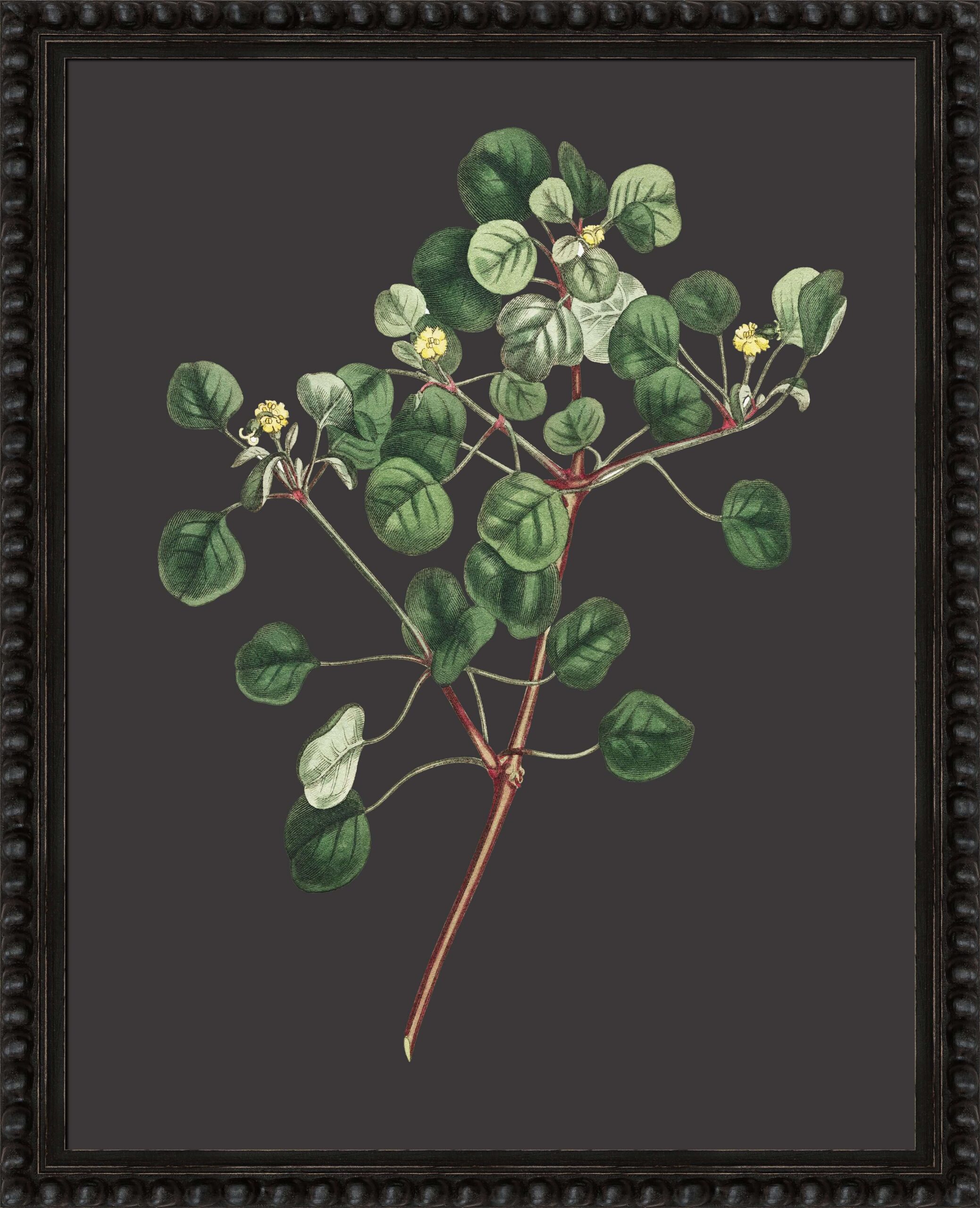 Botanicals on Black IV by Camelot Pictures | Style Our Home