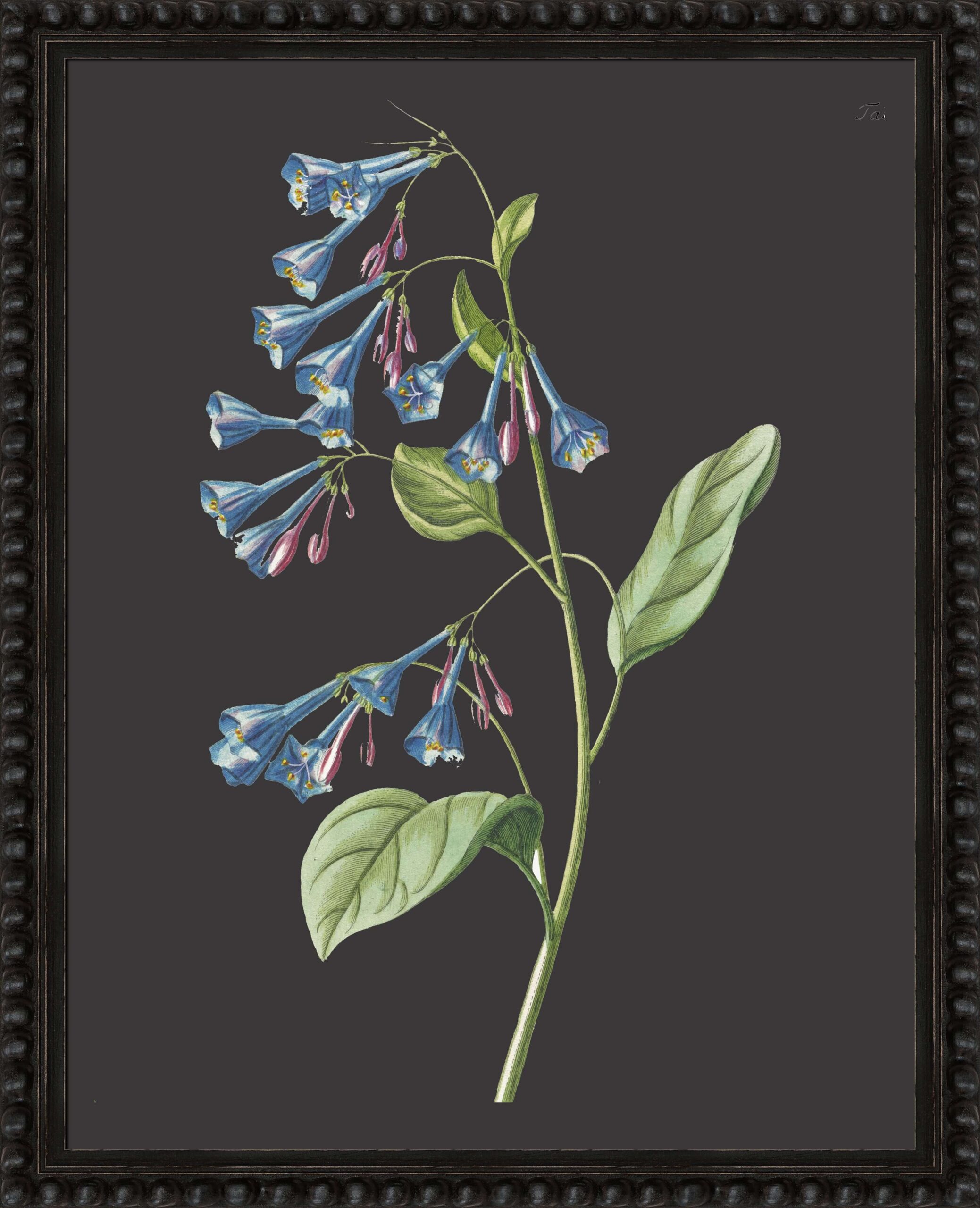 Botanicals on Black VI by Camelot Pictures | Style Our Home