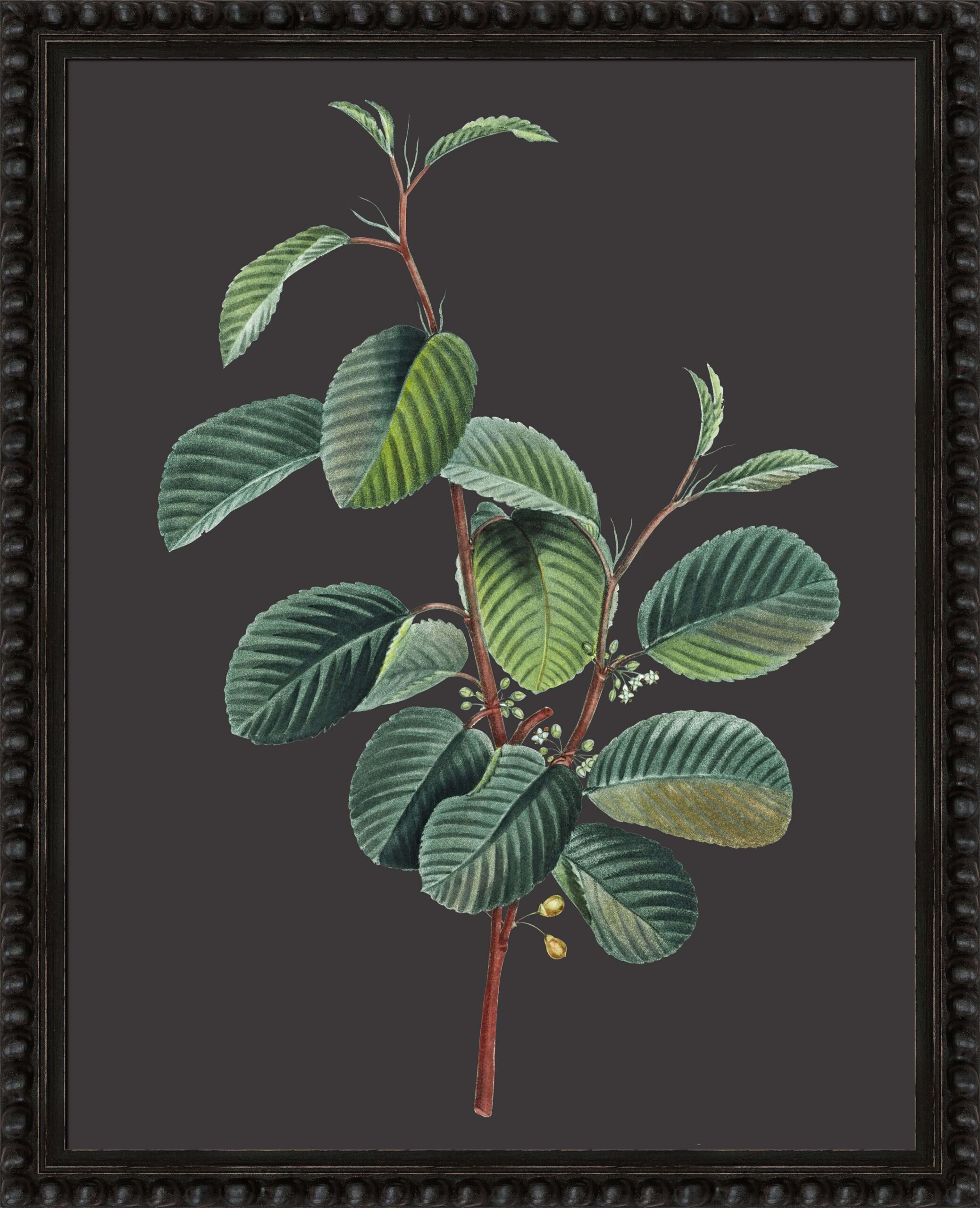 Botanicals on Black VII by Camelot Pictures | Style Our Home