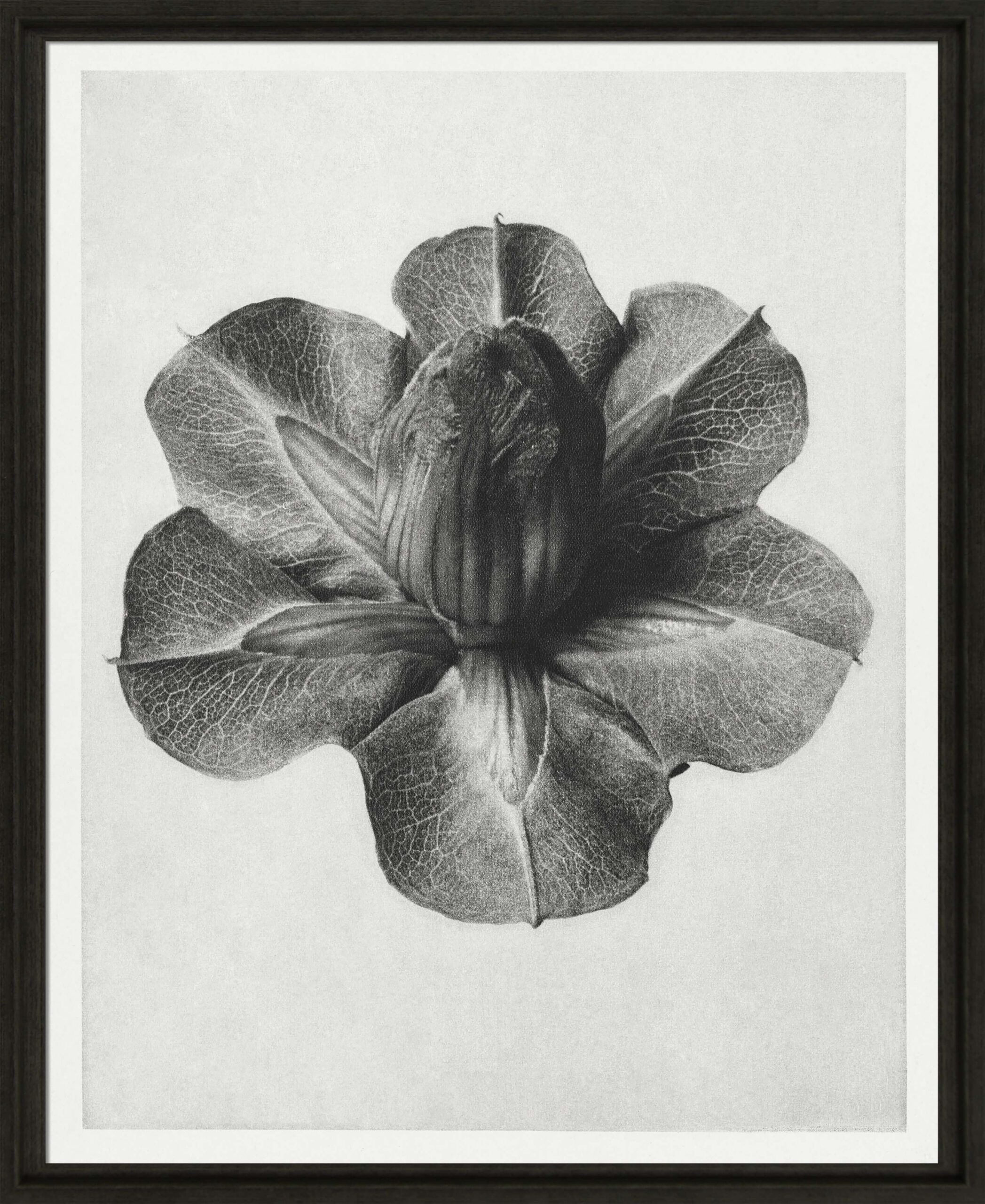 Black & Cream Botanicals I by Camelot Pictures | Style Our Home