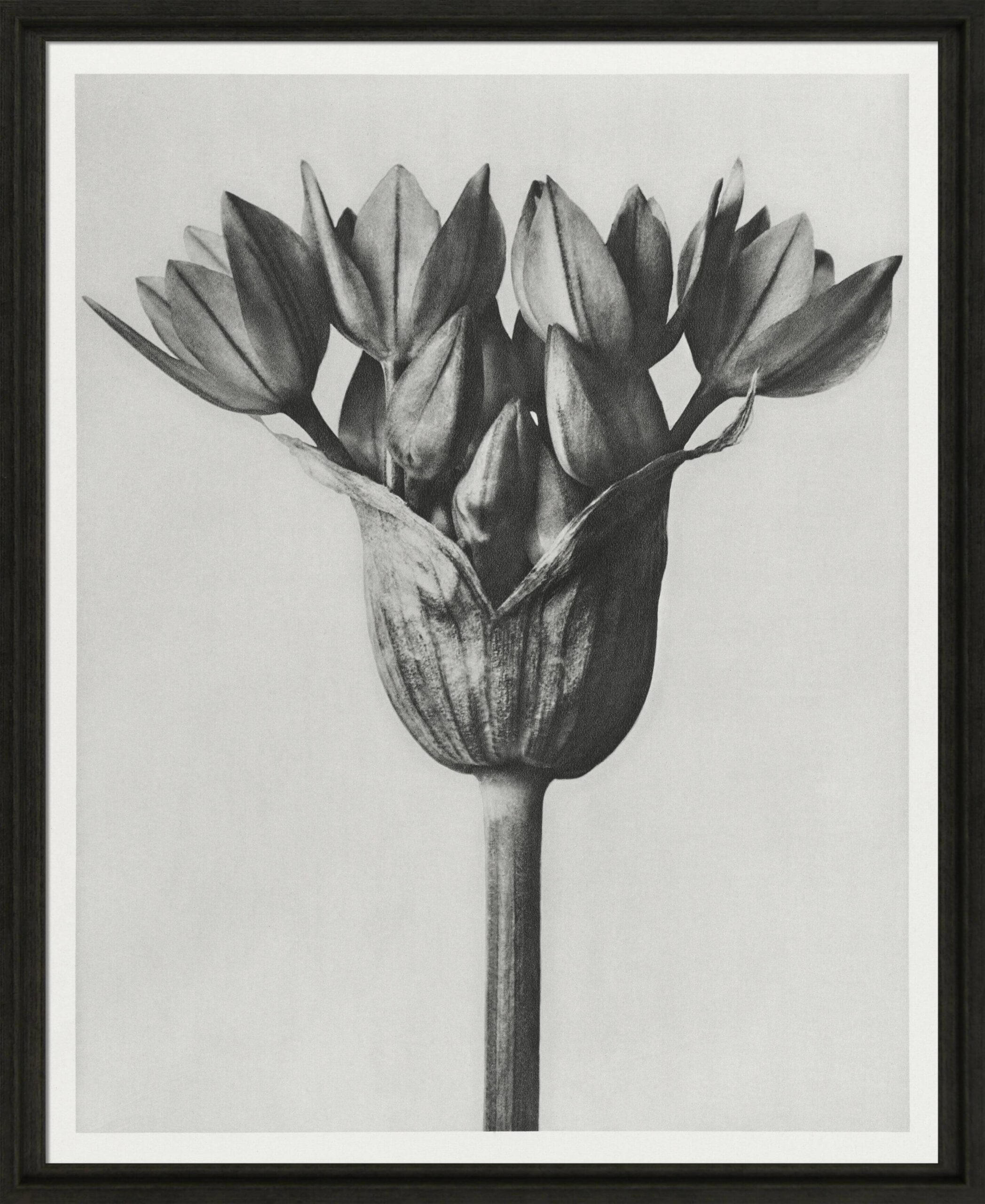 Black & Cream Botanicals II by Camelot Pictures | Style Our Home