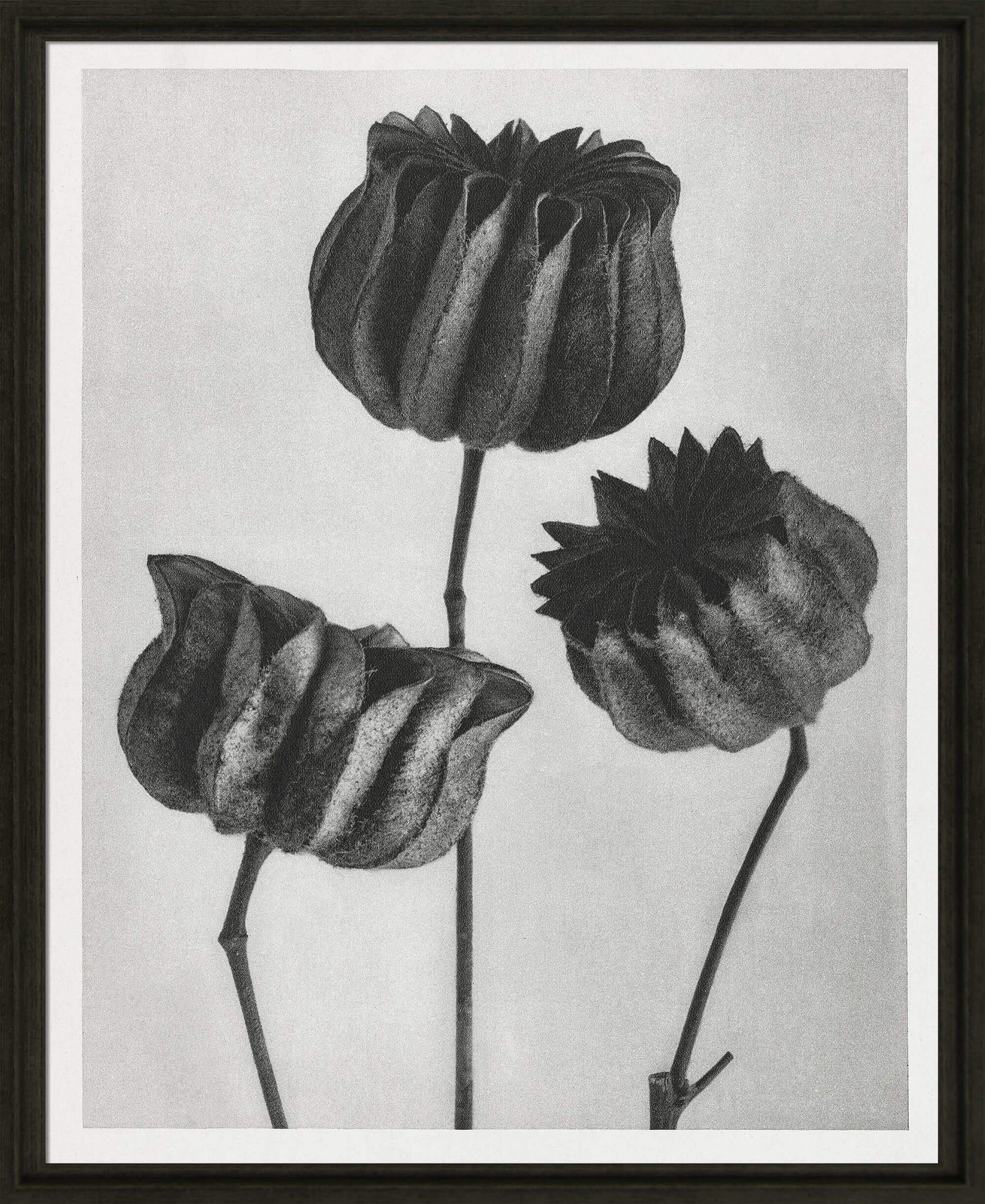 Black & Cream Botanicals III by Camelot Pictures | Style Our Home