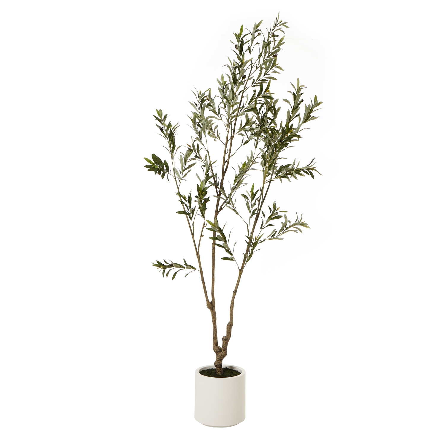 Apulia Olive Tree In White Pot 210Cm by Hill Interiors | Style Our Home  