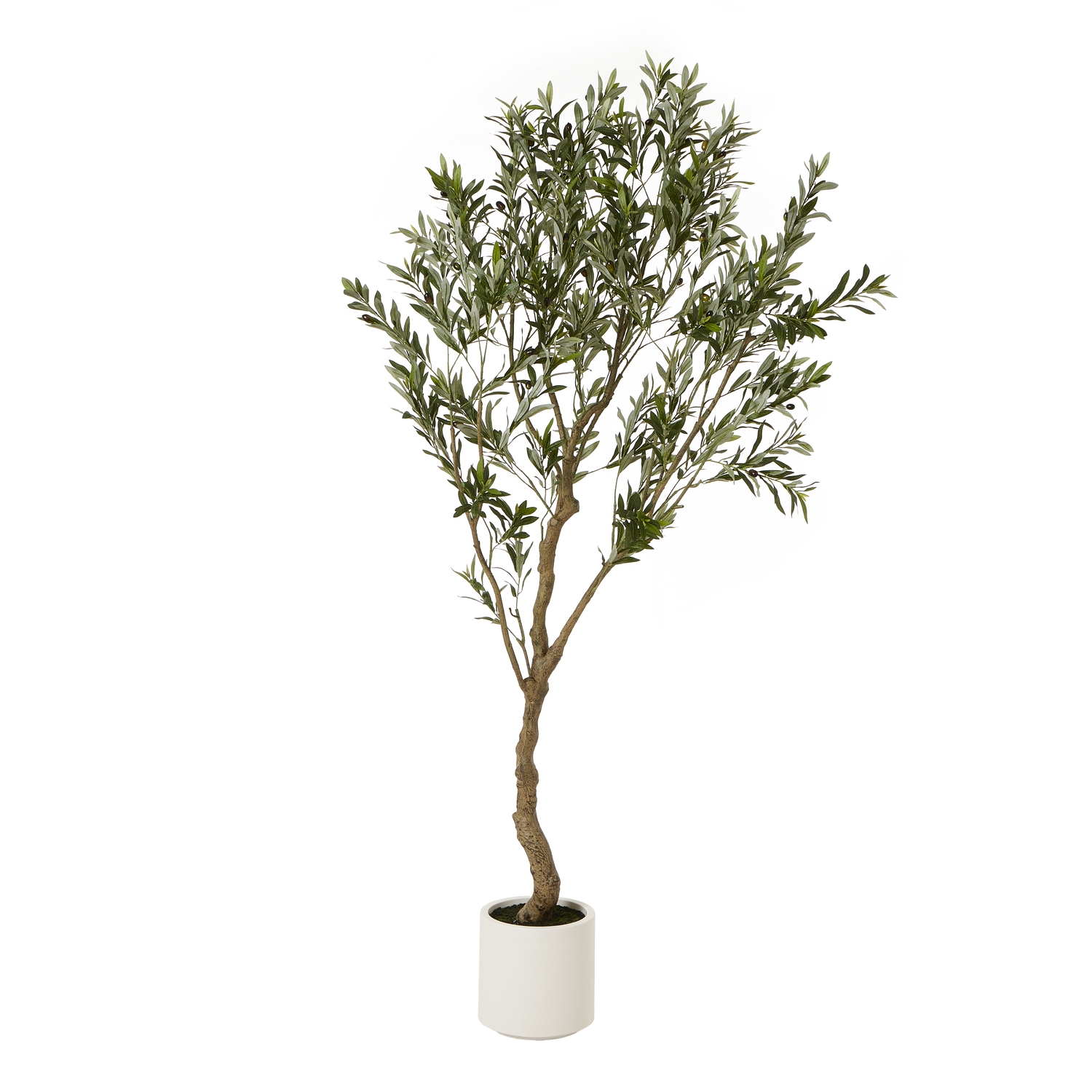 Apulia Olive Tree In White Pot 200Cm by Hill Interiors | Style Our Home  