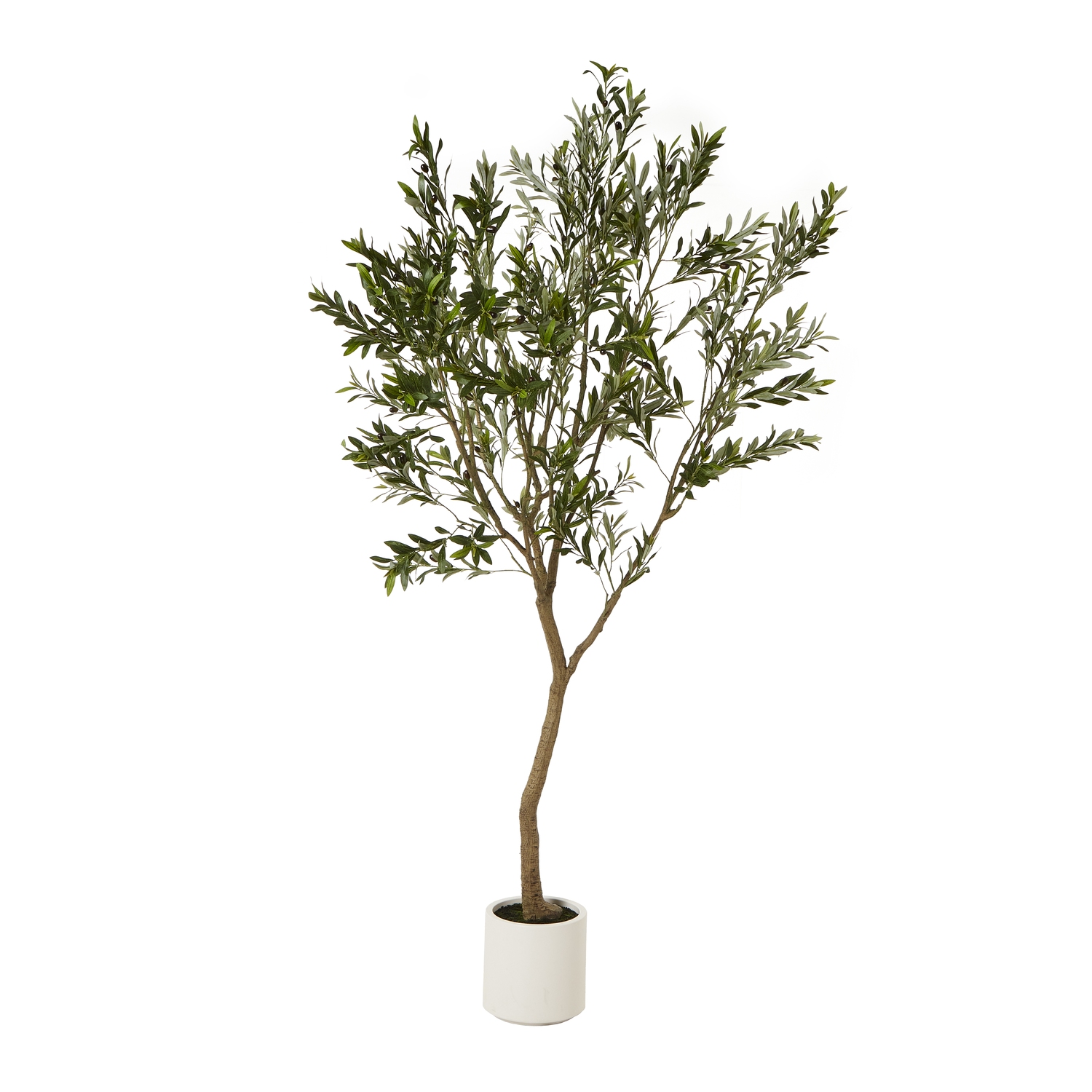 Apulia Olive Tree In White Pot 240Cm by Hill Interiors | Style Our Home  