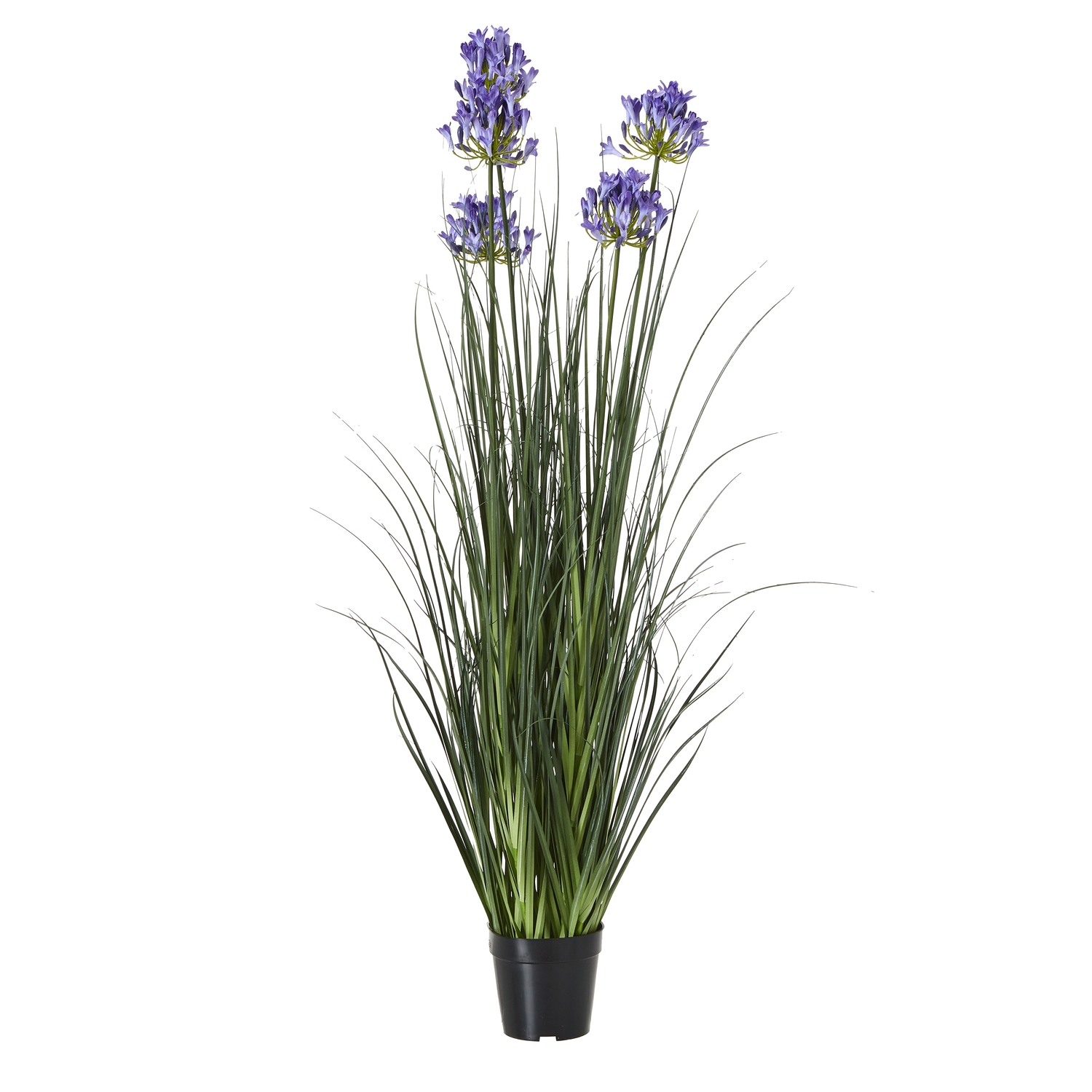 Large Blue Agapanthus Plant In Pot by Hill Interiors | Style Our Home  