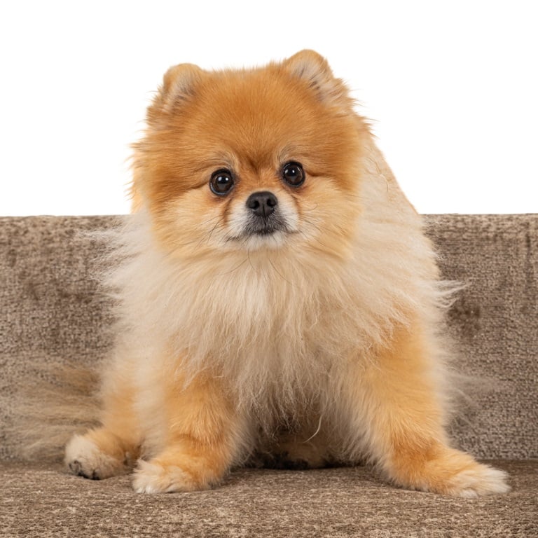 Pet bed Bingo taupe chenille (Bergen 104 taupe chenille) by  Richmond Interiors | Style Our Home