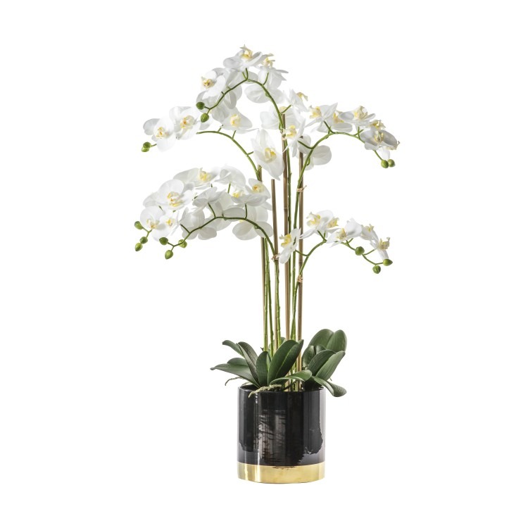 Orchid White with Black Gold Pot