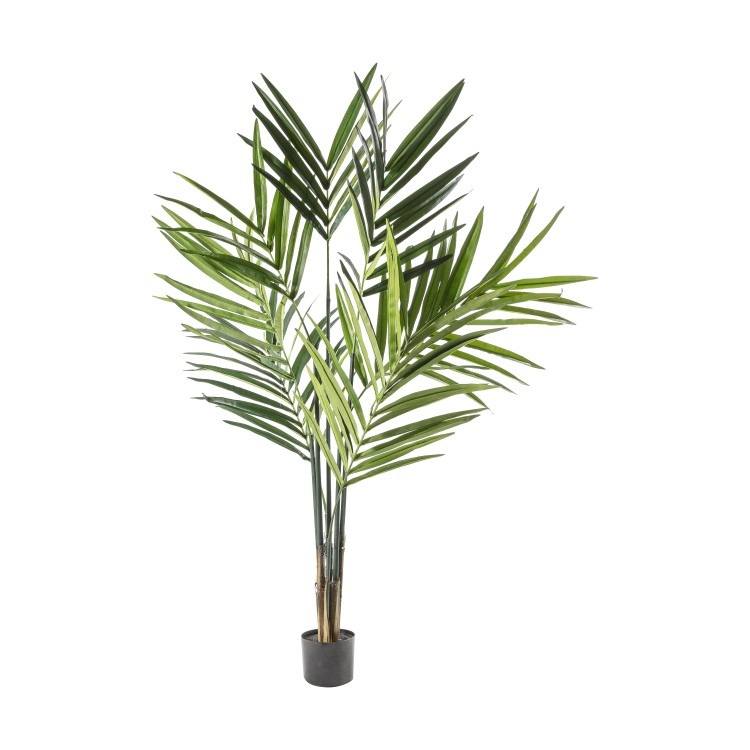 Kentia Palm Tree