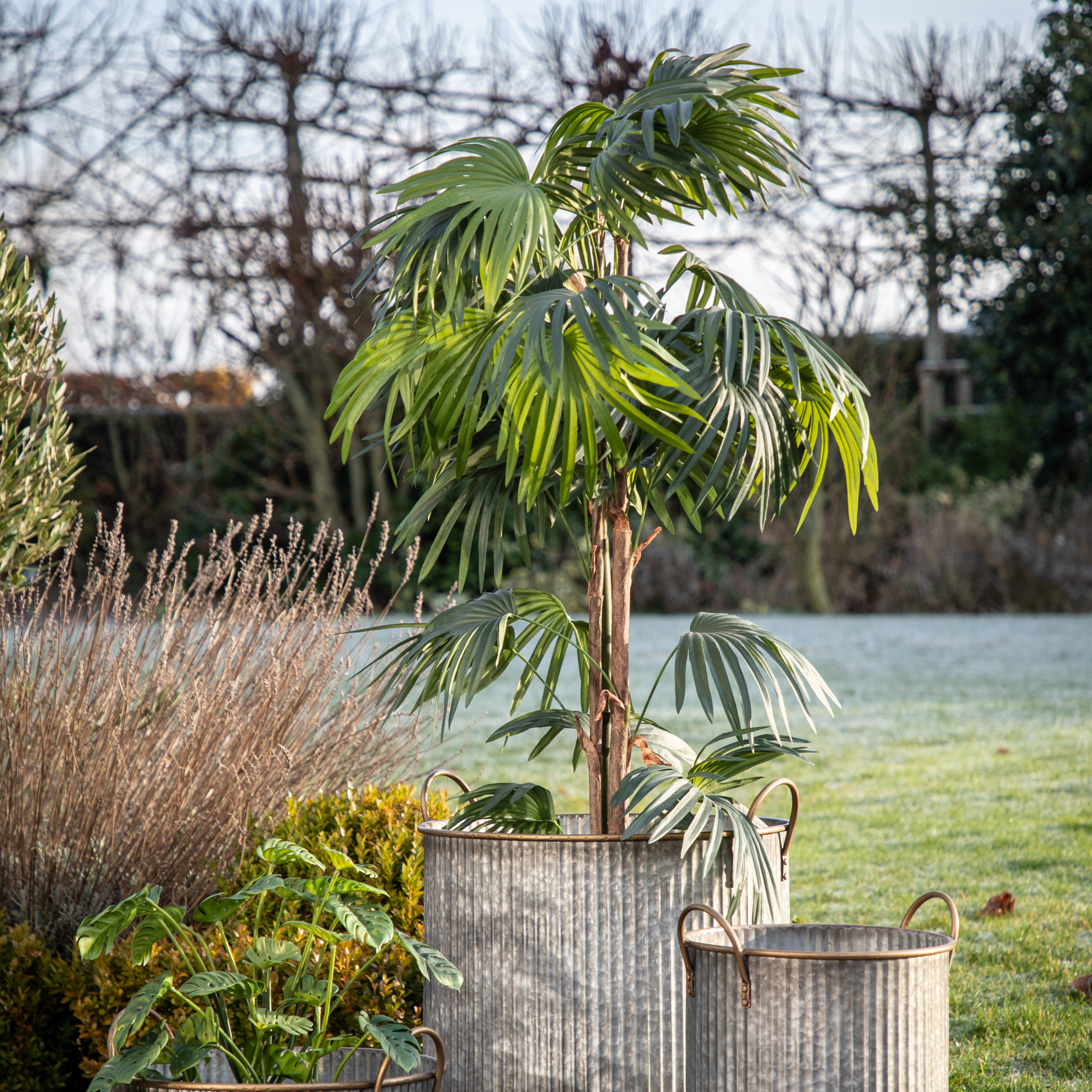 Chinano Fan Palm by Gallary Living | Style Our Home
