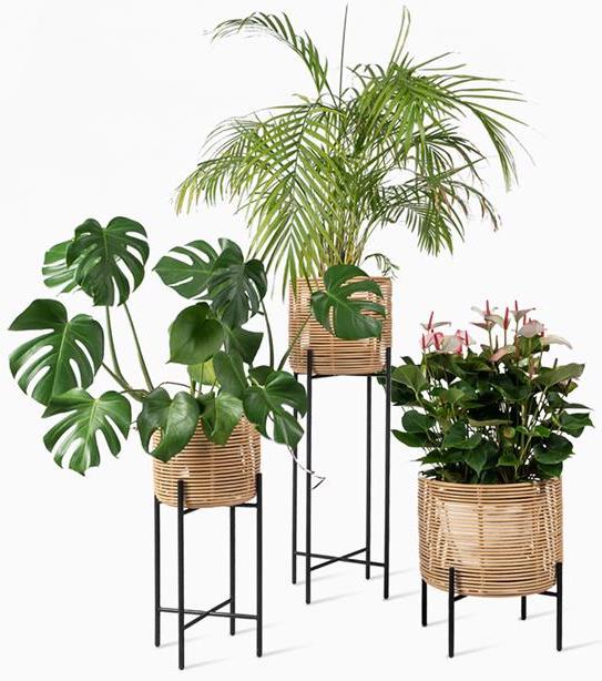 Vivi Large Plant Stand - Style Our Home