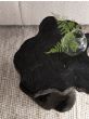 Mushroom Black Stool
