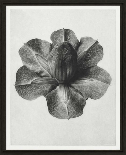 Black & Cream Botanicals I by Camelot Pictures | Style Our Home