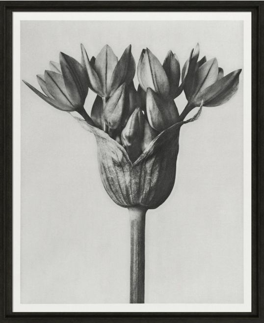 Black & Cream Botanicals II by Camelot Pictures | Style Our Home