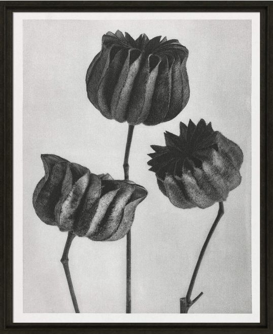 Black & Cream Botanicals III by Camelot Pictures | Style Our Home