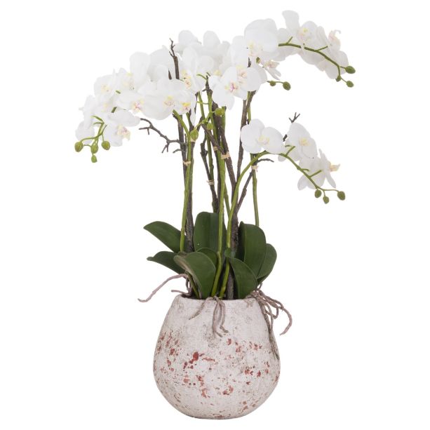 Large Stone Potted Orchid With Roots by Hill Interiors | Style Our Home