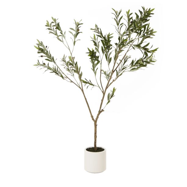Apulia Olive Tree In White Pot 180Cm by Hill Interiors | Style Our Home  