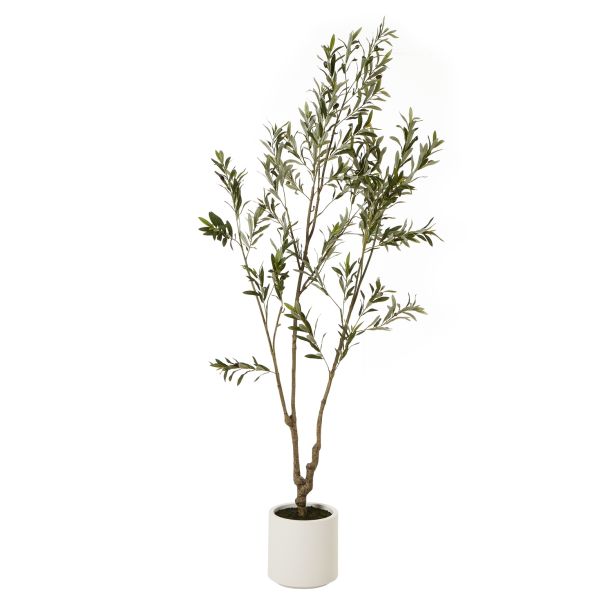 Apulia Olive Tree In White Pot 210Cm by Hill Interiors | Style Our Home  
