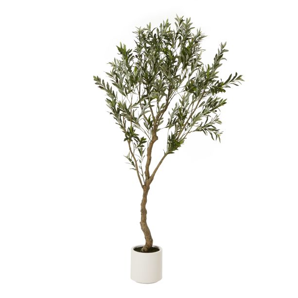 Apulia Olive Tree In White Pot 200Cm by Hill Interiors | Style Our Home  