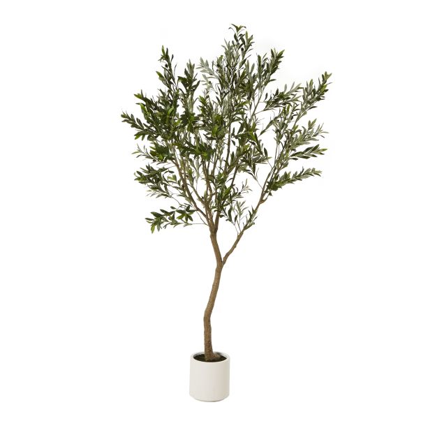 Apulia Olive Tree In White Pot 240Cm by Hill Interiors | Style Our Home  