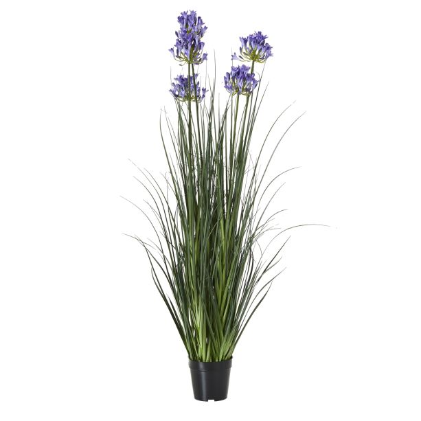 Large Blue Agapanthus Plant In Pot by Hill Interiors | Style Our Home  