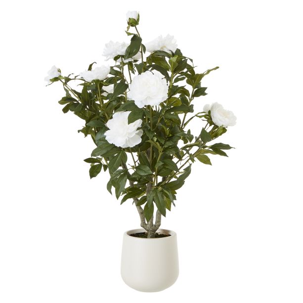 Extra Large White Peony Bush In Pot by Hill Interiors | Style Our Home  