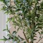 Faux Olivano Tree in White Pot