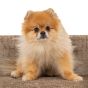 Pet bed Bingo taupe chenille (Bergen 104 taupe chenille) by  Richmond Interiors | Style Our Home