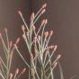 Pottano Grass w/9 Heads Green,Russet
