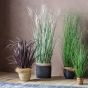 Pottano Grass w/9 Heads Green,Russet