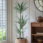 Yuccano Tree w/3 Heads by Gallary Living | Style Our Home