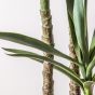 Yuccano Tree w/3 Heads