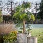 Chinano Fan Palm by Gallary Living | Style Our Home