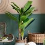 Banano Palm by Gallary Living | Style Our Home