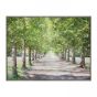 Avenue of Trees Framed Canvas  by Gallery Living | Style Our Home