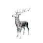 Deer H145cm