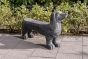 Dachshund Bench - Old White