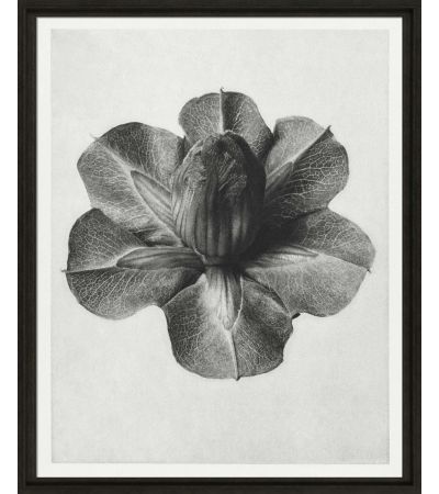 Black & Cream Botanicals I by Camelot Pictures | Style Our Home