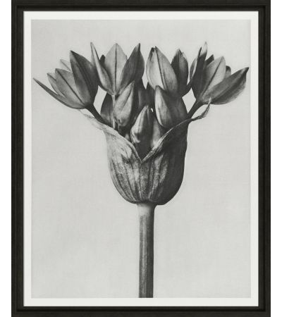 Black & Cream Botanicals II by Camelot Pictures | Style Our Home