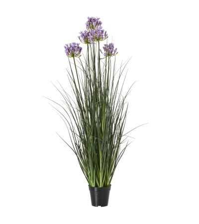 Large Purple Agapanthus Plant In Pot by Hill Interiors | Style Our Home  