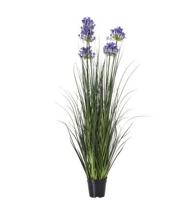 Large Blue Agapanthus Plant In Pot by Hill Interiors | Style Our Home  
