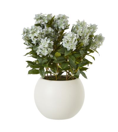 Large Green Hydrangea Plant In Pot by Hill Interiors | Style Our Home  