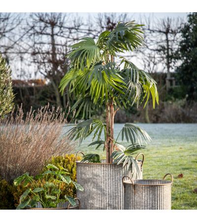 Chinano Fan Palm