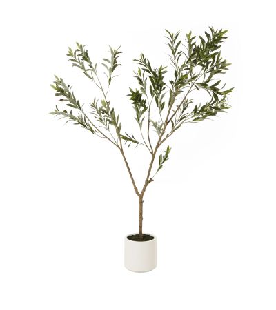 Apulia Olive Tree In White Pot 180Cm by Hill Interiors | Style Our Home  