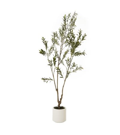 Apulia Olive Tree In White Pot 210Cm by Hill Interiors | Style Our Home  