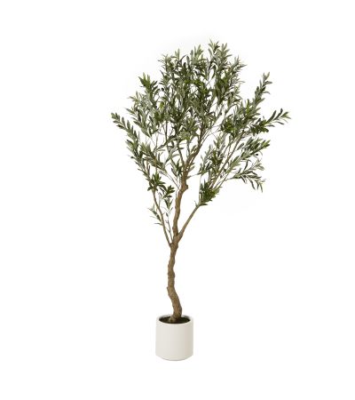 Apulia Olive Tree In White Pot 200Cm by Hill Interiors | Style Our Home  