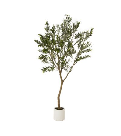 Apulia Olive Tree In White Pot 240Cm by Hill Interiors | Style Our Home  