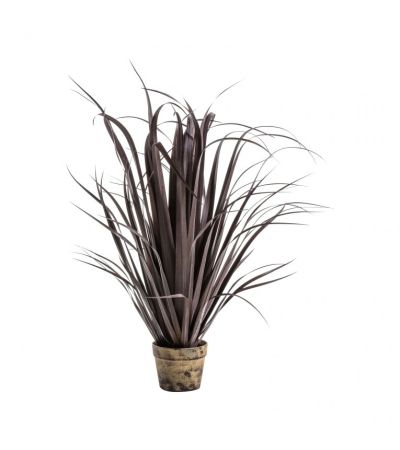 Potted Dracaena Autumn Red