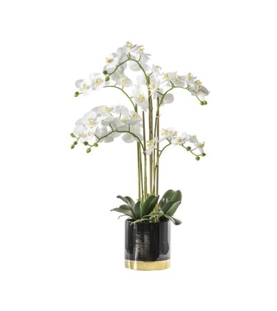 Orchid White with Black Gold Pot