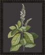 Botanicals on Black II by Camelot Pictures | Style Our Home